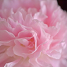 芍薬