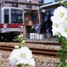 芙蓉とスカイツリーライン（上り）