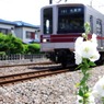 芙蓉と伊勢崎線