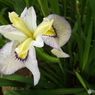 北山公園・花菖蒲1