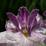 北山公園・花菖蒲2