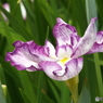 北山公園・花菖蒲3