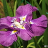 北山公園・花菖蒲11