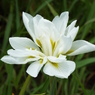 北山公園・花菖蒲12