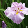 北山公園・花菖蒲13