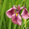 北山公園・花菖蒲14