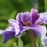 北山公園・花菖蒲15