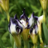 北山公園・花菖蒲16