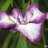 北山公園・花菖蒲17