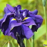 北山公園・花菖蒲18