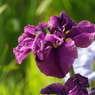 北山公園・花菖蒲19