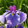 北山公園・花菖蒲20