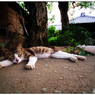 猛暑な週明け