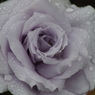 青い薔薇