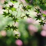 脇役の紫陽花