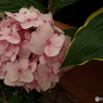 豊島園・紫陽花2