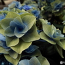 豊島園・紫陽花3
