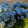 豊島園・紫陽花4