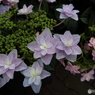 豊島園・紫陽花5