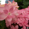 豊島園・紫陽花8