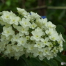 豊島園・紫陽花9