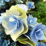 豊島園・紫陽花20