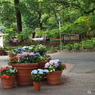 豊島園・紫陽花12