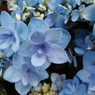 豊島園・紫陽花14