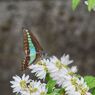 卯の花に青条揚羽２（HDR）