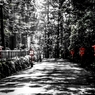パワースポット　～箱根神社参道～