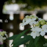 瀬戸神社～山あじさい-381