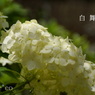 瀬戸神社～山あじさい-416