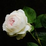 Rose Gartenより　愛を込めて・・・91
