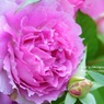 Rose Gartenより　愛を込めて・・・92