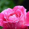 Rose Gartenより　愛を込めて・・・94