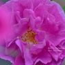 Rose Gartenより　愛を込めて・・・95