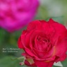 Rose Gartenより　愛を込めて・・・96