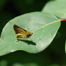 花と虫達　セセリチョウ？