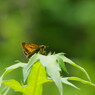 花と虫達　セセリチョウ？　Ⅱ