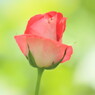 梅雨明けの夏空に一輪の薔薇で乾杯