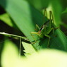 花と虫達　キリギリス？