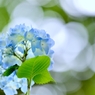 明月IN Blue