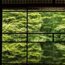 新緑の瑠璃光院