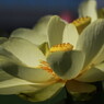 ハスの花　2