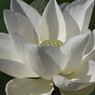 ハスの花　3