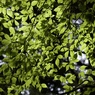 緑の時間