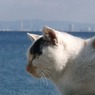 猫と海