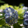 Retina-Xenon C 50mm F2.0