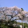 枝垂桜