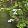 アジサイに 似たる花の名 尋ねられ オオカメノキと 答えほほえむ